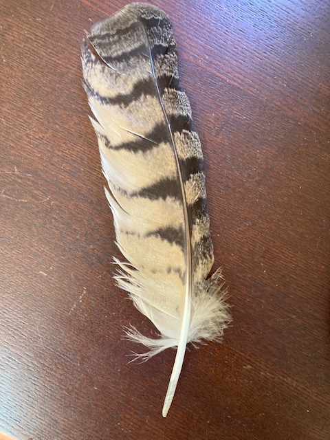 owl feather_0030